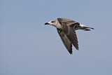 Image. Lesser Black-backed Gull