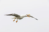 Image. Lesser Black-backed Gull