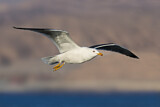 Image. Lesser Black-backed Gull