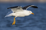 Image. Lesser Black-backed Gull