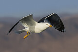 Image. Lesser Black-backed Gull