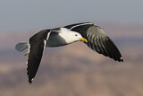 Image. Lesser Black-backed Gull