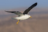 Image. Lesser Black-backed Gull
