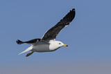 Image. Lesser Black-backed Gull