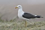 Image. Lesser Black-backed Gull