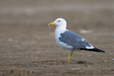 Image. Lesser Black-backed Gull
