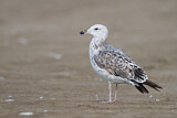 Image. Lesser Black-backed Gull