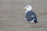 Image. Lesser Black-backed Gull