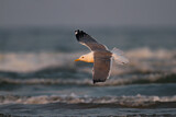 Image. Lesser Black-backed Gull