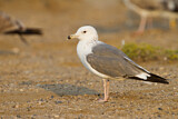 Image. Lesser Black-backed Gull