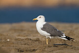 Image. Lesser Black-backed Gull