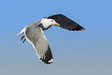 Image. Lesser Black-backed Gull