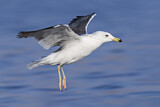 Image. Lesser Black-backed Gull
