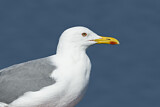 Image. Lesser Black-backed Gull