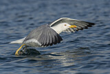 Image. Lesser Black-backed Gull