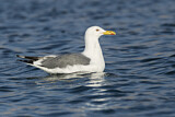 Image. Lesser Black-backed Gull