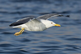 Image. Lesser Black-backed Gull