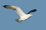 Image. Lesser Black-backed Gull