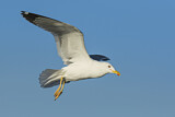 Image. Lesser Black-backed Gull