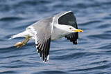 Image. Lesser Black-backed Gull