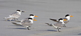 Image. Lesser Crested Tern