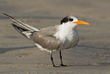Image. Lesser Crested Tern