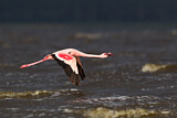Image. Lesser Flamingo
