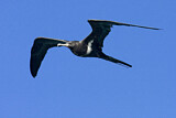 Image. Lesser Frigatebird