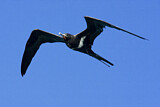 Image. Lesser Frigatebird