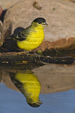 Image. Lesser Goldfinch