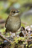 Image. Lesser Ground Robin