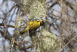 Image. Lesser Masked Weaver