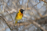 Image. Lesser Masked Weaver