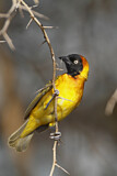 Image. Lesser Masked Weaver