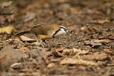 Image. Lesser Necklaced Laughingthrush