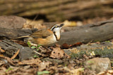 Image. Lesser Necklaced Laughingthrush