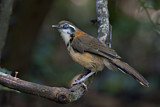 Image. Lesser Necklaced Laughingthrush