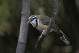 Image. Lesser Necklaced Laughingthrush