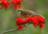 Image. Lesser Necklaced Laughingthrush