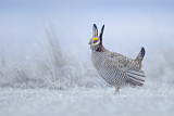 Image. Lesser Prairie Chicken