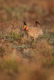 Image. Lesser Prairie Chicken