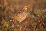 Image. Lesser Prairie Chicken