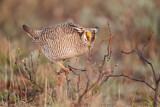 Image. Lesser Prairie Chicken