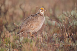 Image. Lesser Prairie Chicken