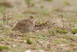 Image. Lesser Prairie Chicken