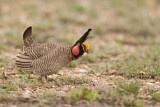 Image. Lesser Prairie Chicken