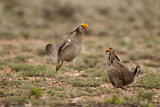 Image. Lesser Prairie Chicken