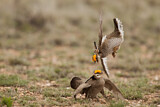 Image. Lesser Prairie Chicken