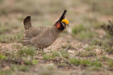 Image. Lesser Prairie Chicken