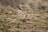 Image. Lesser Prairie Chicken